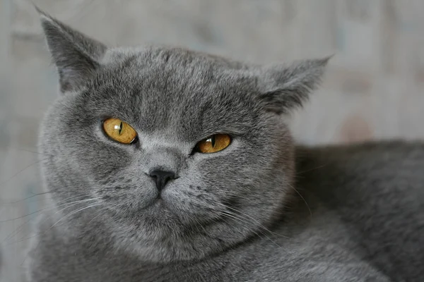 İngiliz kedisi — Stok fotoğraf