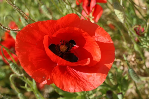 stock image Red flower