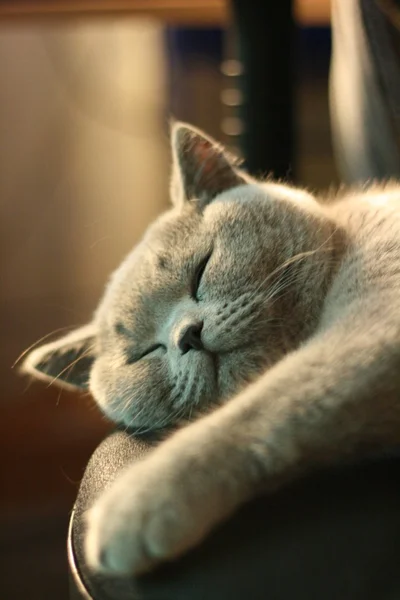 Британская кошка Стоковая Картинка