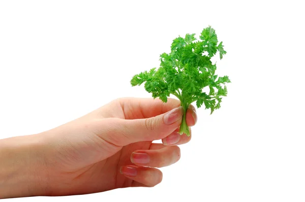 stock image Hand with parsley