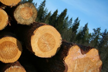 Felled trees clipart