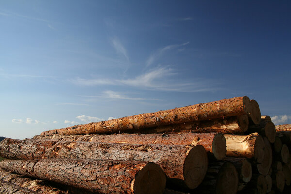 Деревья под небом
