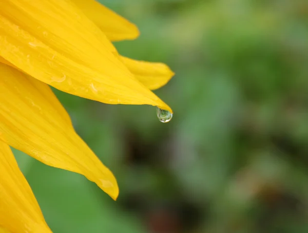 stock image Leaf of sunflower