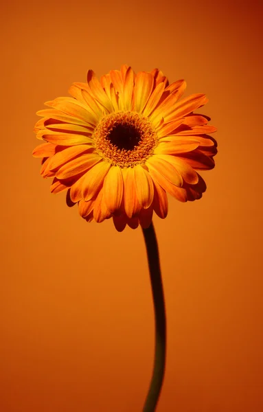 Orange daisy — Stock Photo, Image