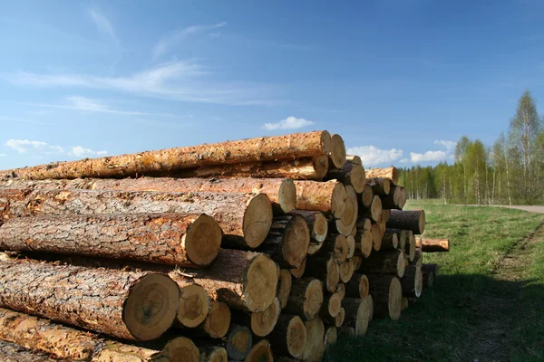 砍伐的树木 免版税图库图片