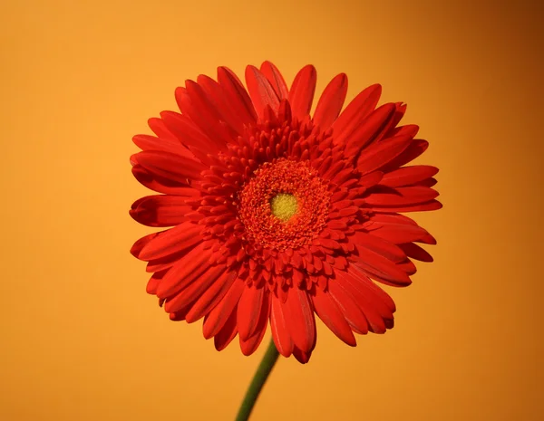 African red daisy — Stock Photo, Image