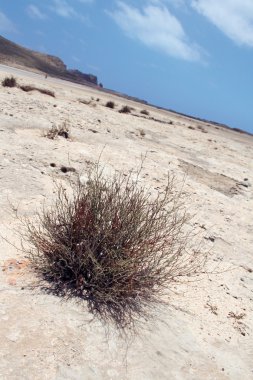 Tumbleweed sahilde
