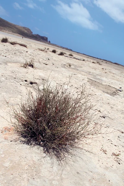 stock image Tumbleweed On the beach