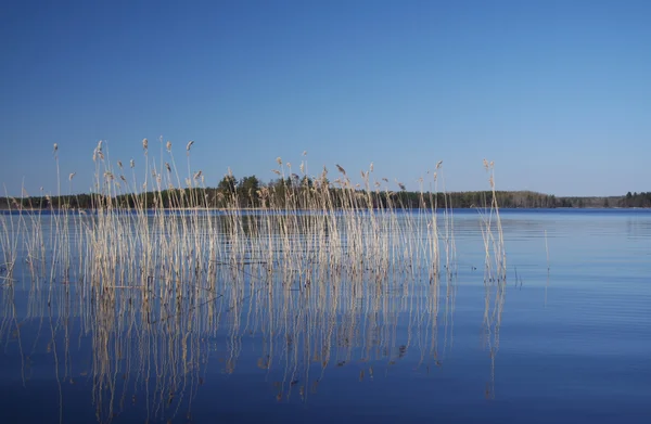 stock image Rushy lake