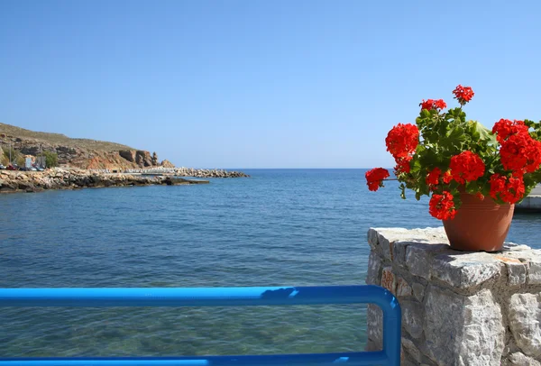 stock image Flowers and the seafront