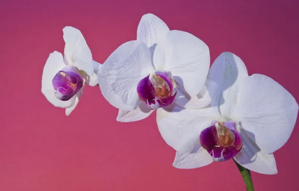 Orchidée sur violet — Photo