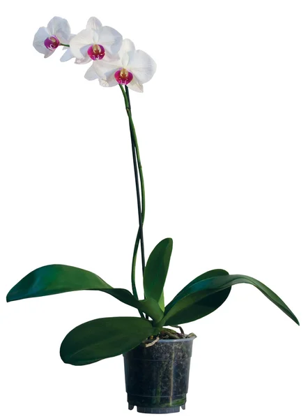 Орхидея в цветочном горшке — стоковое фото
