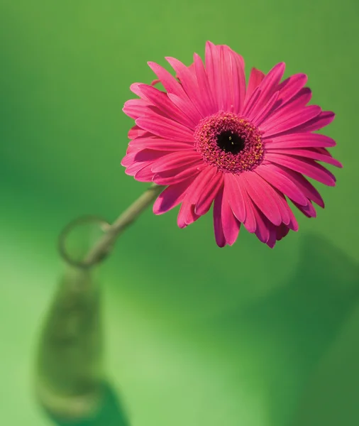 Pink African daisy — Stock Photo, Image