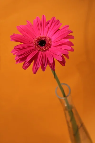 Margherita africana rosa — Foto Stock
