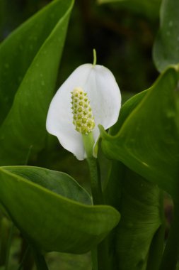 Calla flover