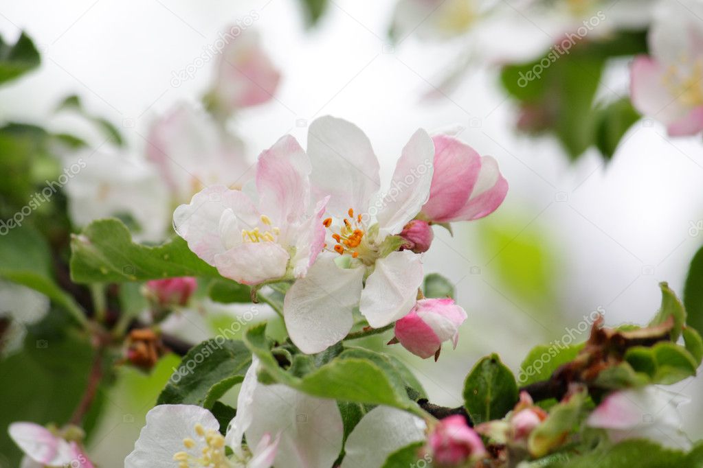 Apple blossom — Stock Photo © wir0man #1083734