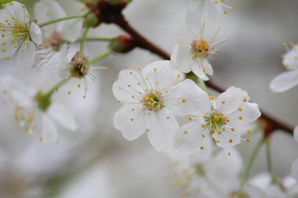 stock image Cherry flowers