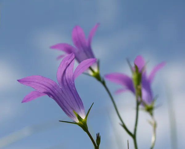 stock image Campanula on sky