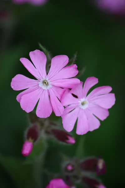 stock image Two pink flowers