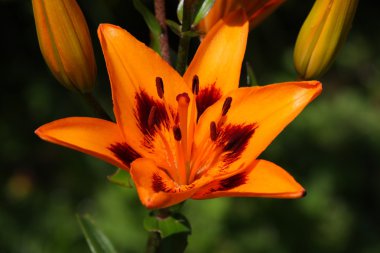 Turuncu lily