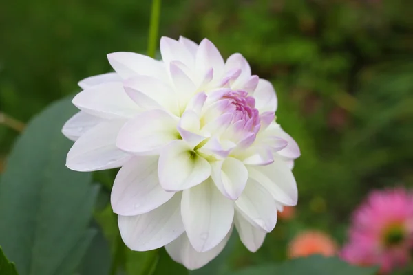 stock image Dahlia white pink