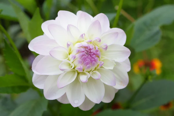 stock image Dahlia white pink