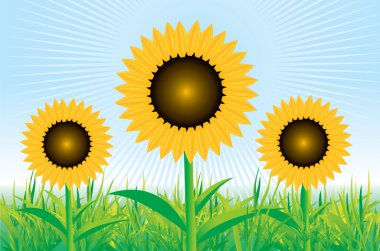 Beautiful vector sunflower background clipart