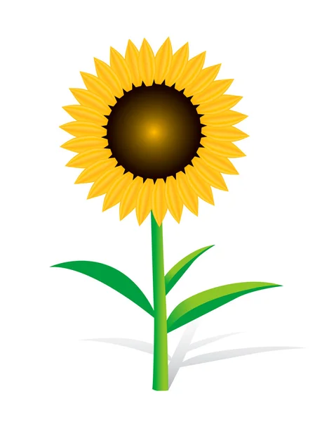 stock vector Sunflower on white