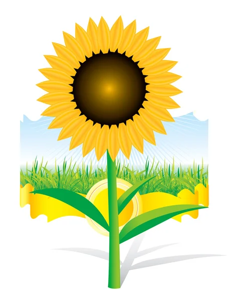 Latar belakang vektor bunga matahari indah - Stok Vektor