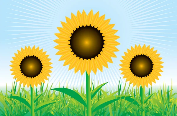 stock vector Beautiful vector sunflower background