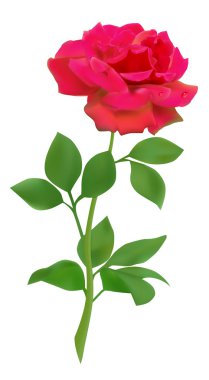 Red vector rose clipart