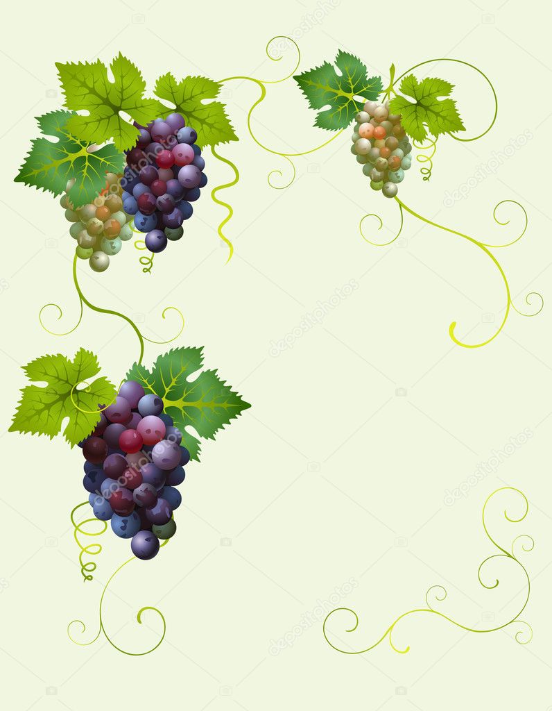 Vector grape frame Stock Vector Image by ©ativka #1085500