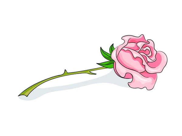 ดอกกุหลาบสีชมพูสวยงาม — ภาพเวกเตอร์สต็อก