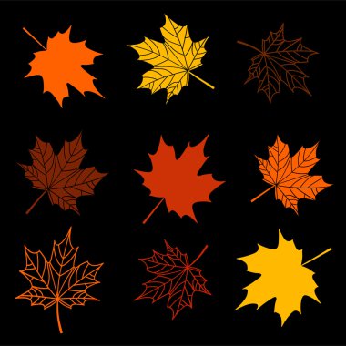 Leaves of maple tree collection clipart