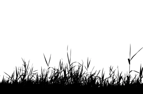 Gras silhouet zwart — Stockvector