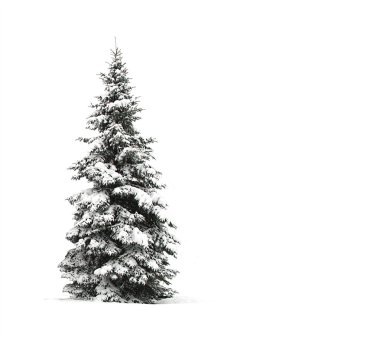 Pine tree isolated on white clipart