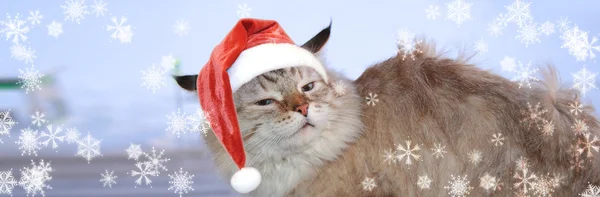 Bannière de Noël, chat Père Noël — Photo