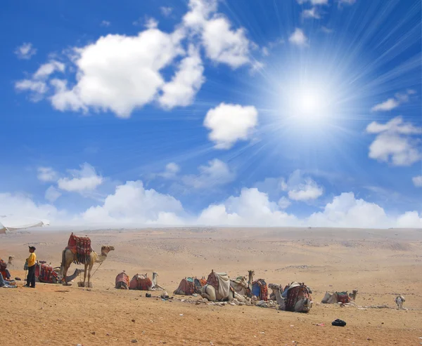 Kamelen in de woestijn — Stockfoto