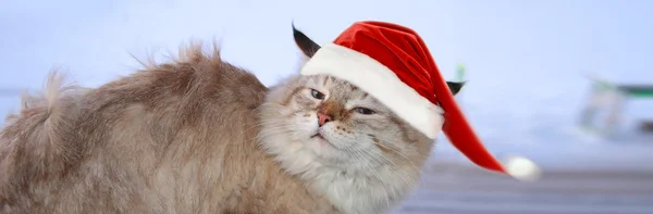 Boże Narodzenie banner, kot santa — Zdjęcie stockowe