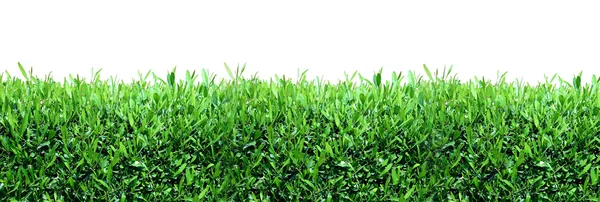 Primavera, sfondo verde erba — Foto Stock