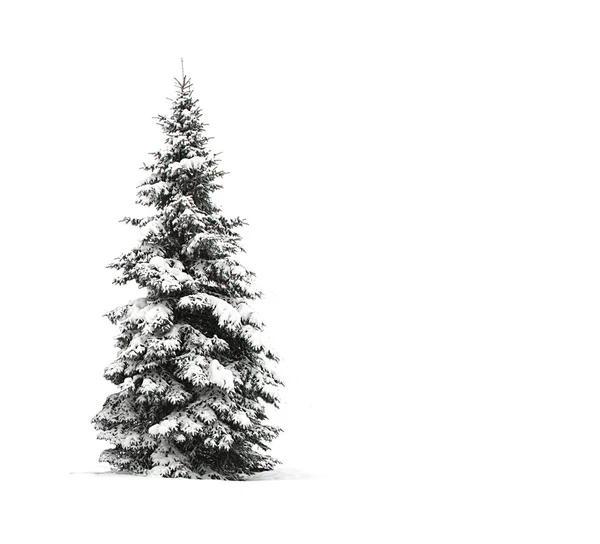 Pine tree isolated on white — Stock Photo, Image