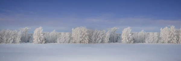 Floresta de inverno bonito — Fotografia de Stock