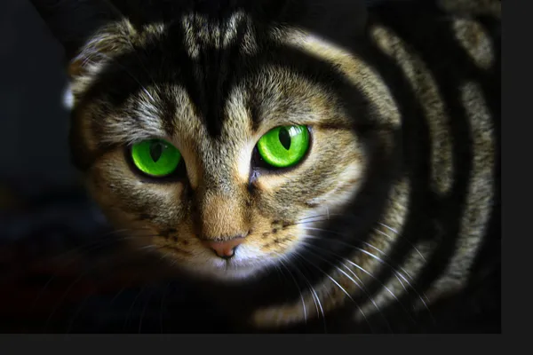 Czarny kot z zielonymi oczami — Zdjęcie stockowe