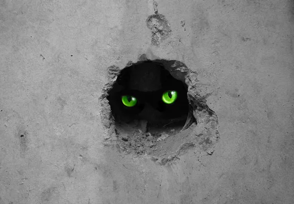 stock image Cat eyes in wall