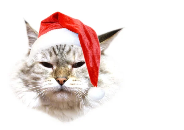 Χριστούγεννα γάτα — Φωτογραφία Αρχείου