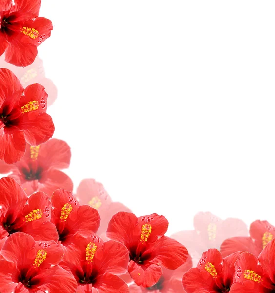 Stock image Beautiful floral background