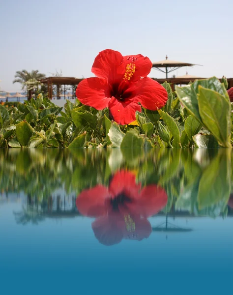 붉은 꽃 물, 비치 리조트 — 스톡 사진