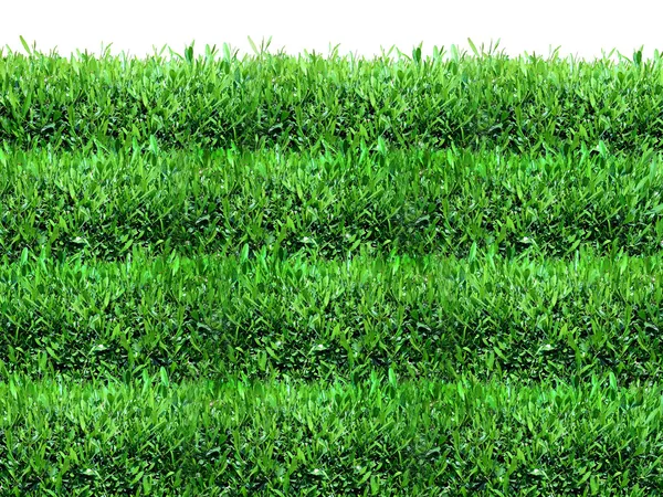 Våren, gröna gräs bakgrund — Stockfoto