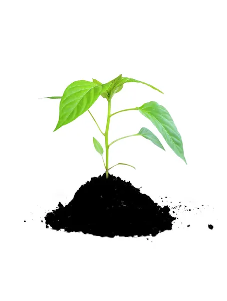 Növekszik a zöld növény és talaj — Stock Fotó