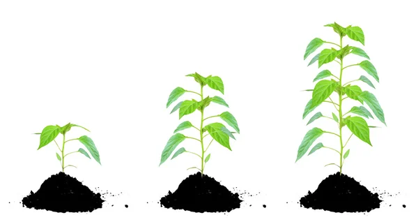 Plant groen en bodem — Stockfoto